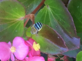 Blue Banded Bee