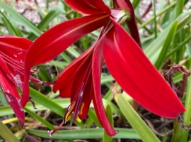 12.8.21 Sprekelia-Jacobean Lily