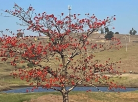 15.8.21 Indian Coral Tree