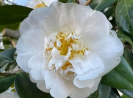 16.8.21 Camelia Japonica 'Lovelight'