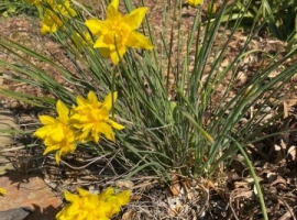 20.8.20 Spring daffodils