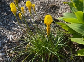 20.8.21 - Yellow flowering Bulbine-so