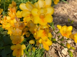 23.8.21 Golden Freesias