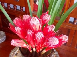 Flowers (Bromeliad)from the garden