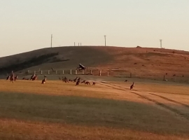 Kangaroos at subset