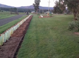 The driveway hedge - being installed(1.11.17)